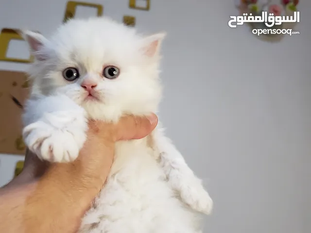 شيرازي هيمالايا ابيض وعيون زرق كومة شعر