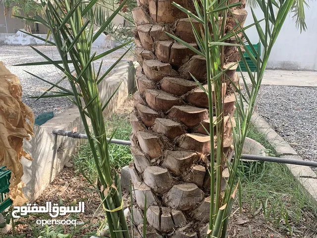 صرم للبيع قش طبق