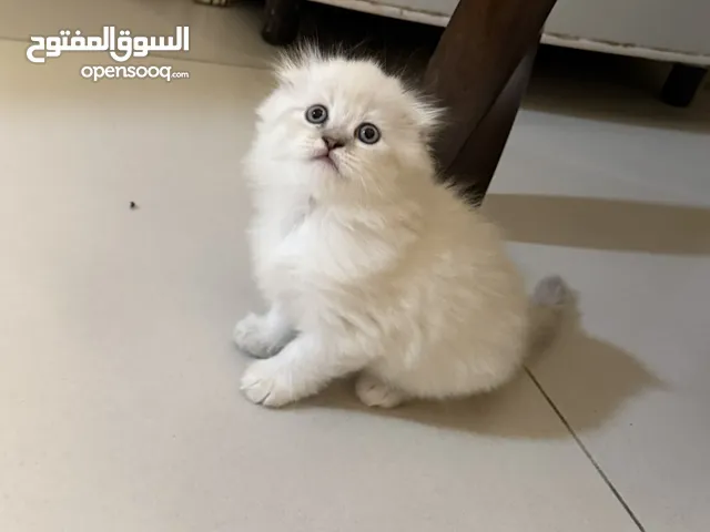 قطط سكوتش فولد صغيرة العمر شهر ونصف