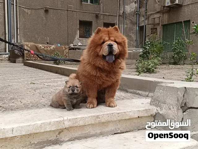 chow chow female for sale
