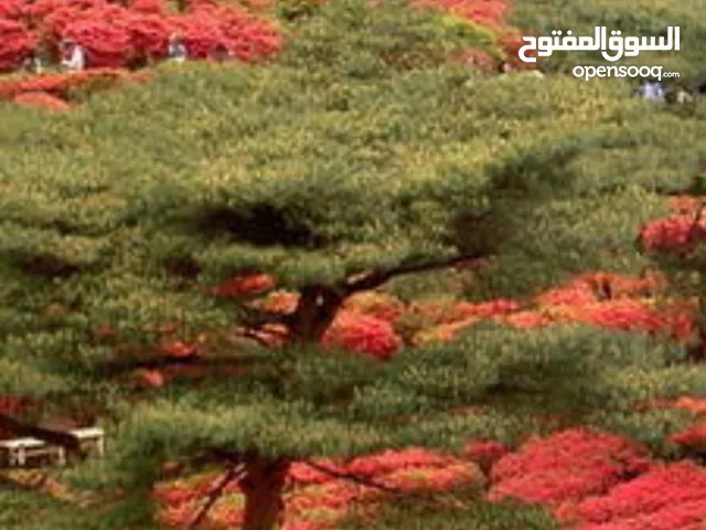 Other in Beirut