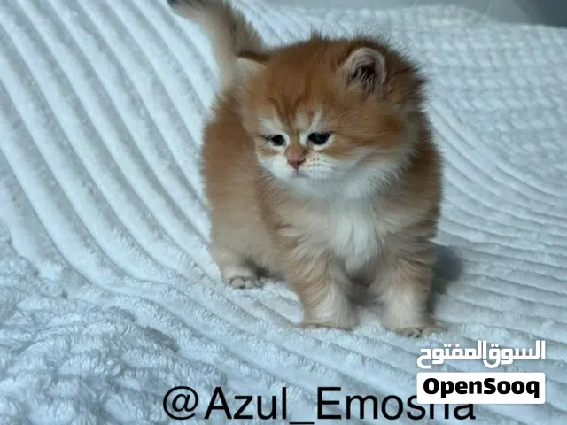 Pedigree Pure Breed - British Longhair Golden Chinchilla NV12