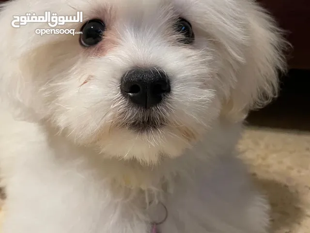 المالتيز للبيع