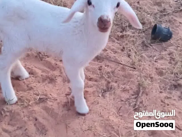 نعجه ثوئم الله يبارك