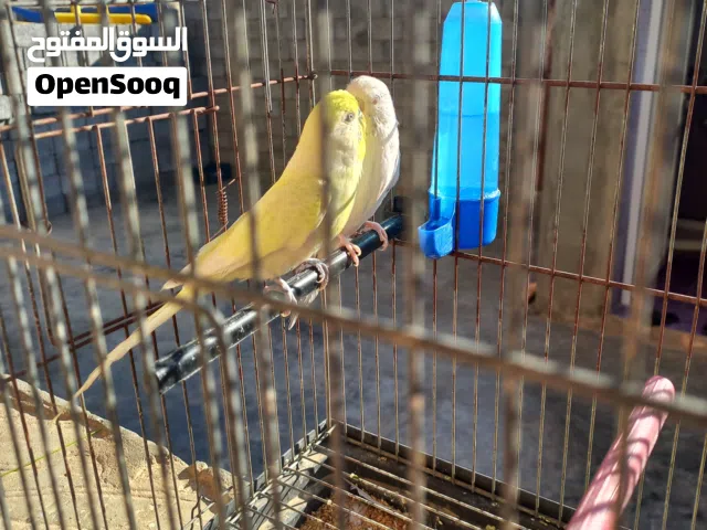 2كوبيات بقلينو منتجات