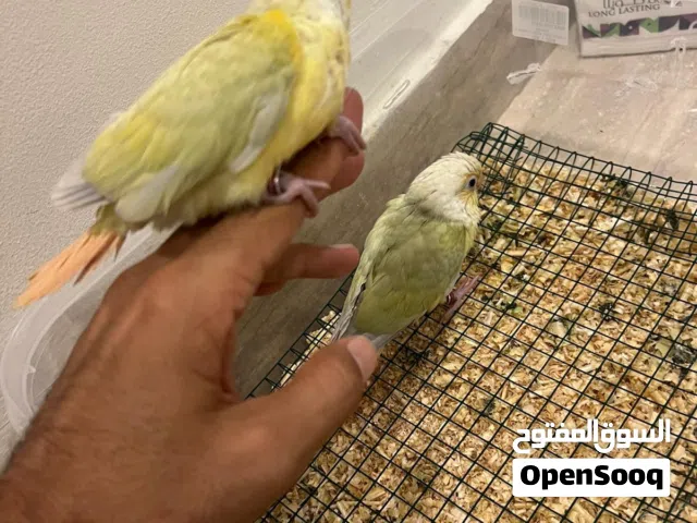 مون شيك كونيور عدد 2