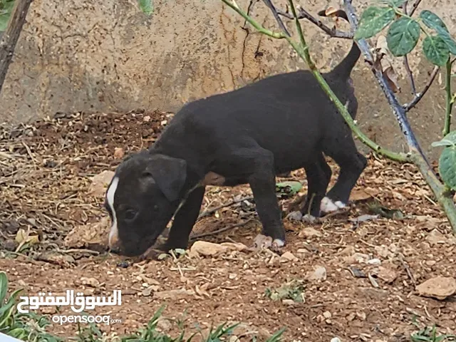 للبدل على طيور