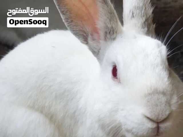 Healthy White Rabbits for Sale  Red Eyes  Active & Young