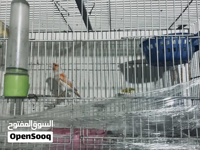 السلام عليكم زوج كناري ع وجه بيض