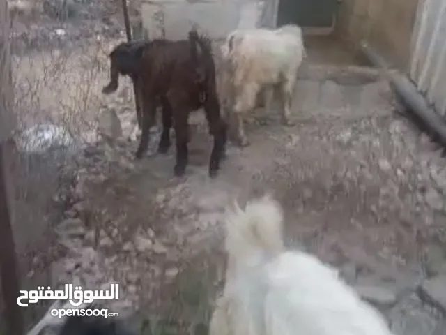 جداية والصلاة على النبي