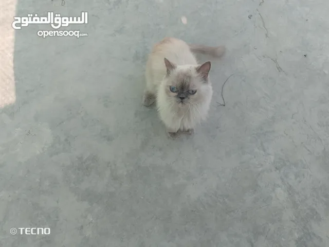 للتبني بدون مقابل