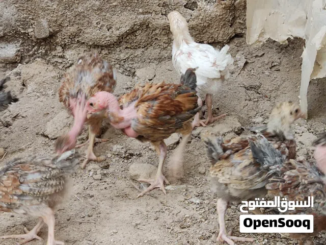 افراخ دجاج ابو ركيبة