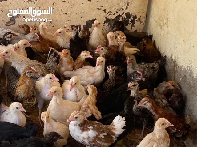دجاج عماني اصل للبيع العمر شهر و ثلاث اسابيع