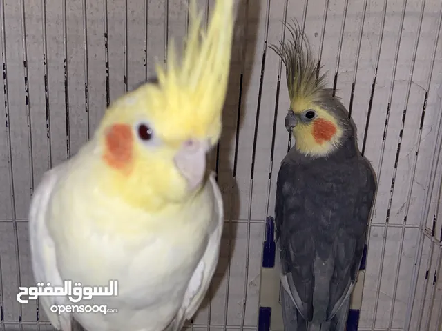 عصور كوكتيل