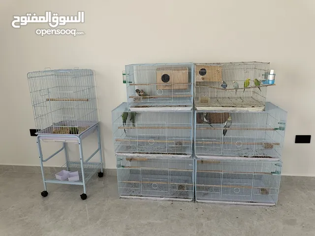مجموعة ببغاوات للبيع