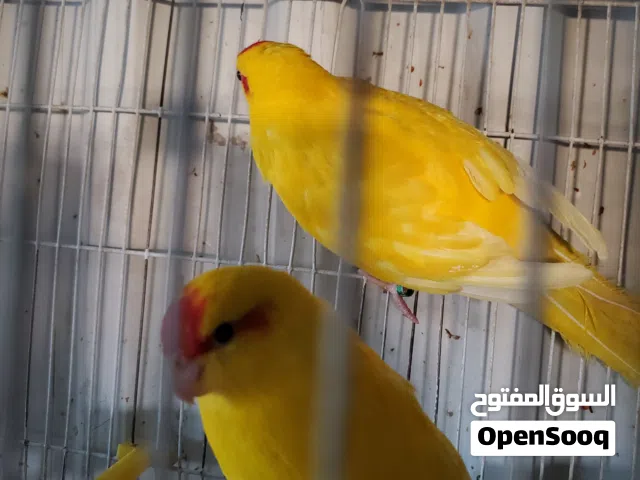 عصفير للبيع بسعر حرق
