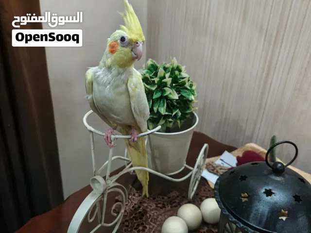 كوكتيل لاتينو عين حمره