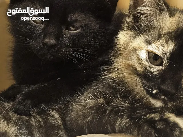 3 kittens for adoption! Looking for a beautiful home