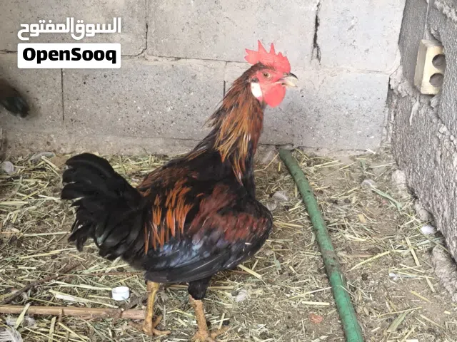 ديوجة للبيع