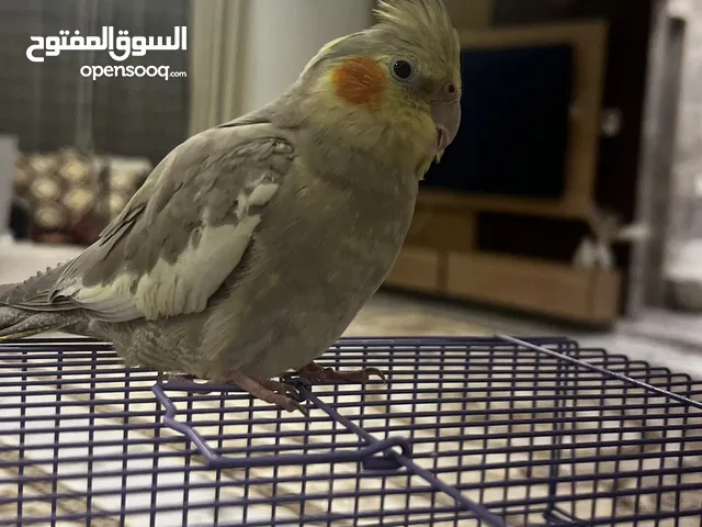 طير كروان انثى ربوه و لعوبه