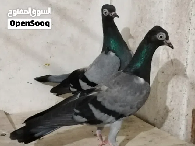 حمام شلبي شغال احمر و ازرق