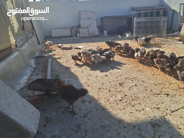 صوص بلدي وبندوق براهما مشكل عمرشهر