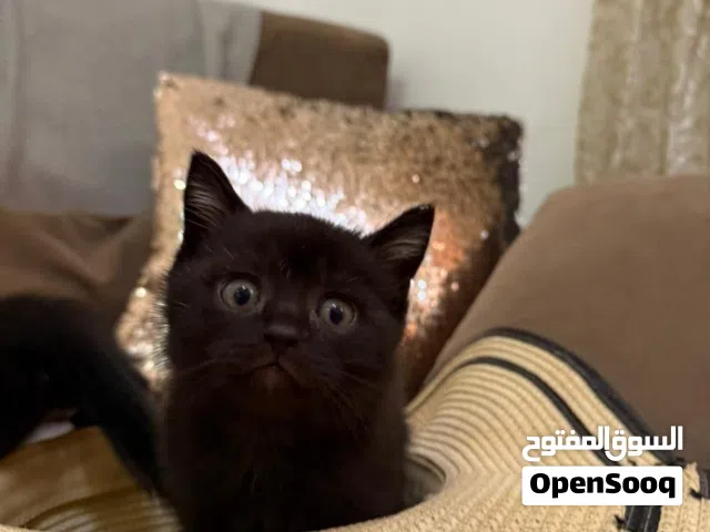 قط ذكر العمر شهرين و نصف برتش شورت هير ...متعود على الاتر بوكس جميل و لعوب