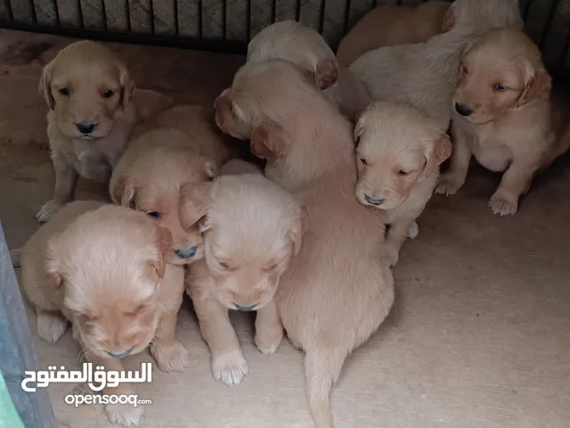 جراوي Golden Retriever pure 100%