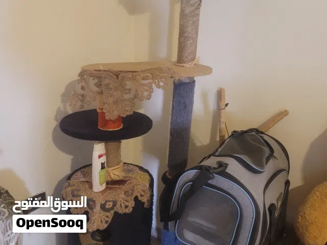 اكسسوارات للقطط