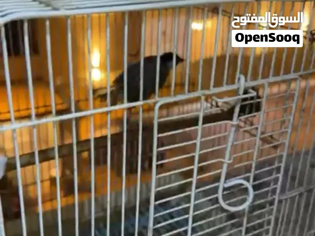 طيور كناري