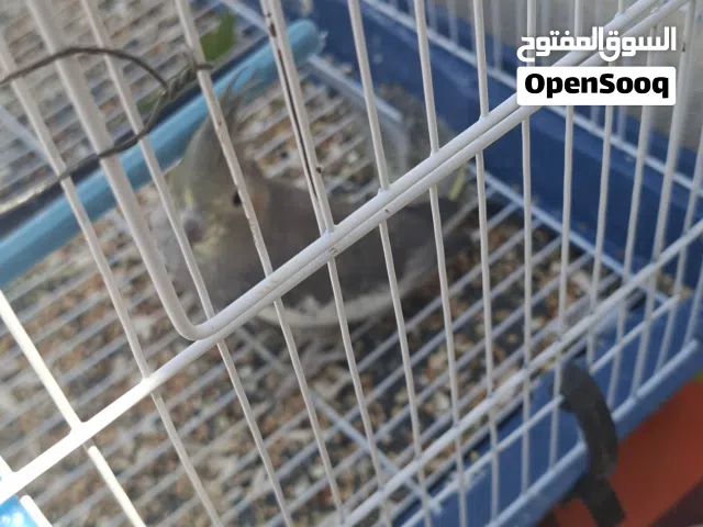 انتى كوكتيل للبيع