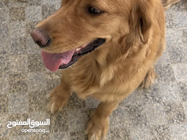Daisy Female Golden retriever