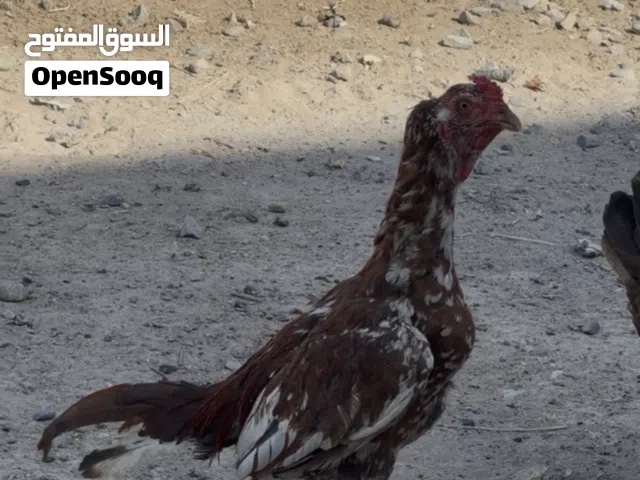 للبيع ثلاث طيور