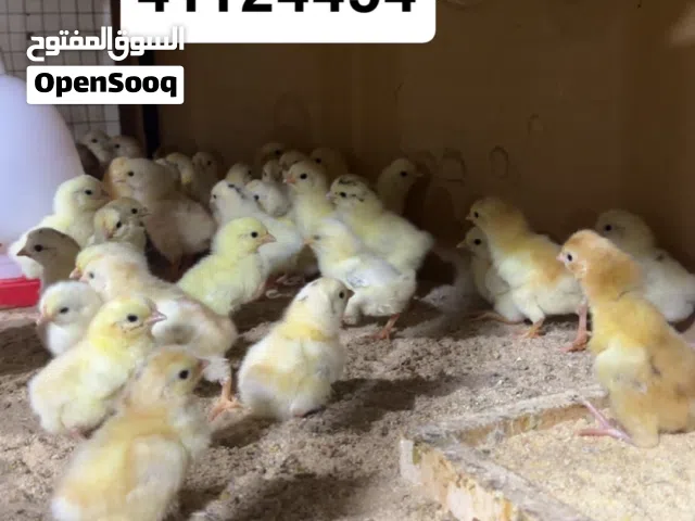 للبيع صيصان دجاج عربي قديم سيافي وافرق