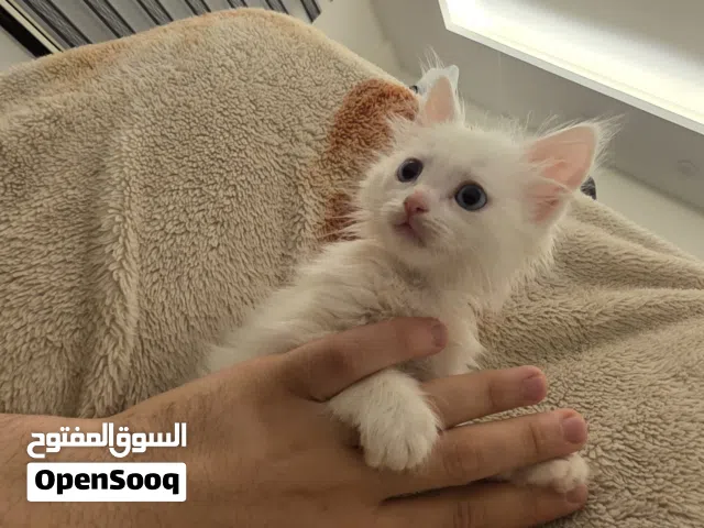 قطط شيرازي للبيع العمر 3 شهور