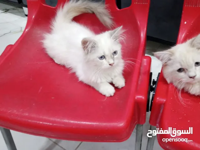 قط شيرازي انثى وفحل للبيع