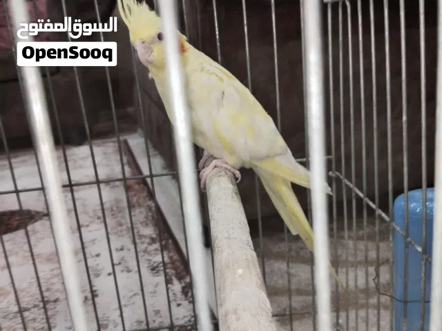جوز كوكتيل تحتوي بيض للبيع