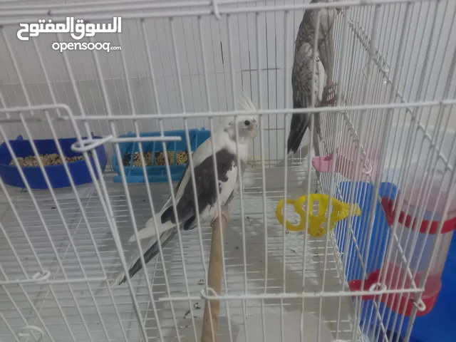 فحل كوكتيل وايت فيس للبيع ابو فراخ