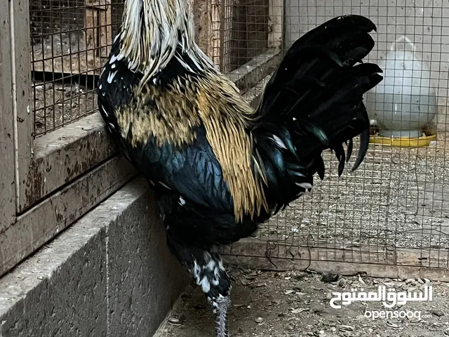 ديك بحريني