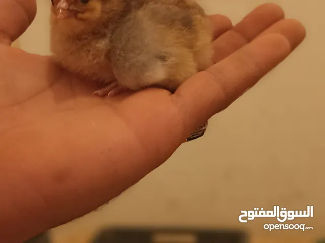 كتكوت للبيع