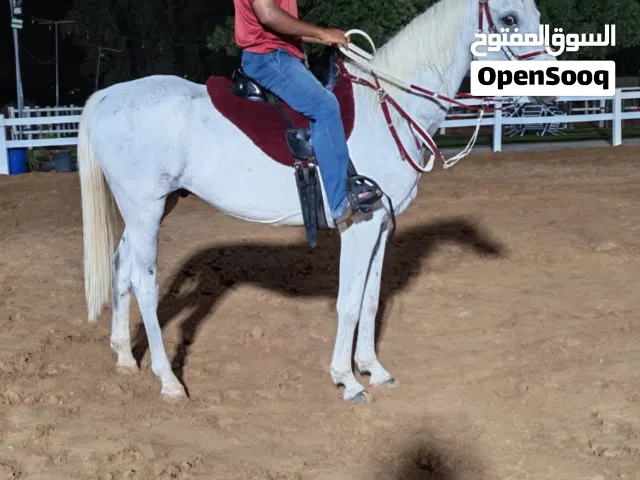 فرس هاديه وركوبها فنان