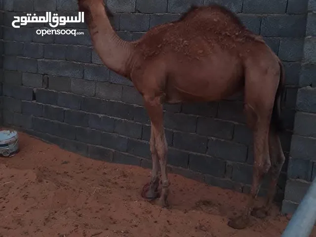 قعود البيع ميزان مشالله مكلوف تلاته شهورا المكان وادي الربيع