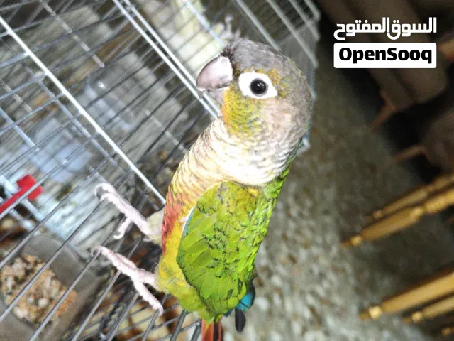 طير الكنيور