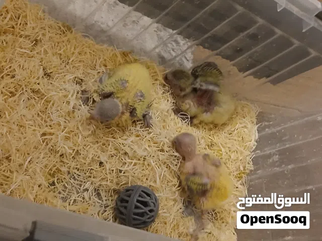 3 فروخ بركديلو بسم الله ماشاء الله اقر الوصف