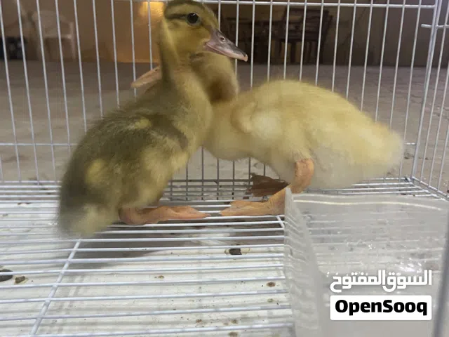 بط للبيع مع القفص لوصف مهم