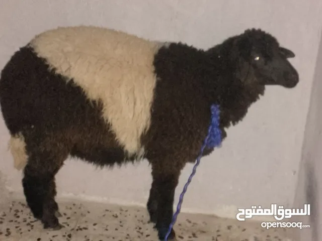 السلام عليكم فطيمه وطنيه الله يبارك عمرها في سبعه شهور محصنه وسليمه من العيوب والامراض منه تربيه أ