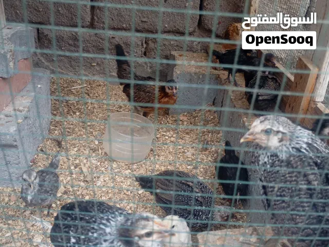 دجاج عرب افراخ وفروج