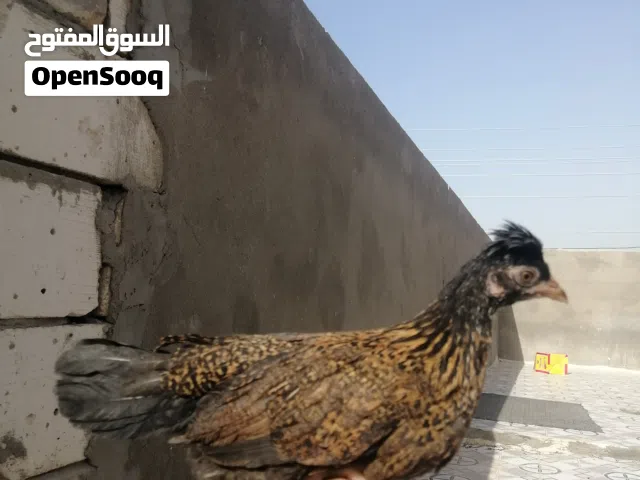 دجاج كويتيه افرك