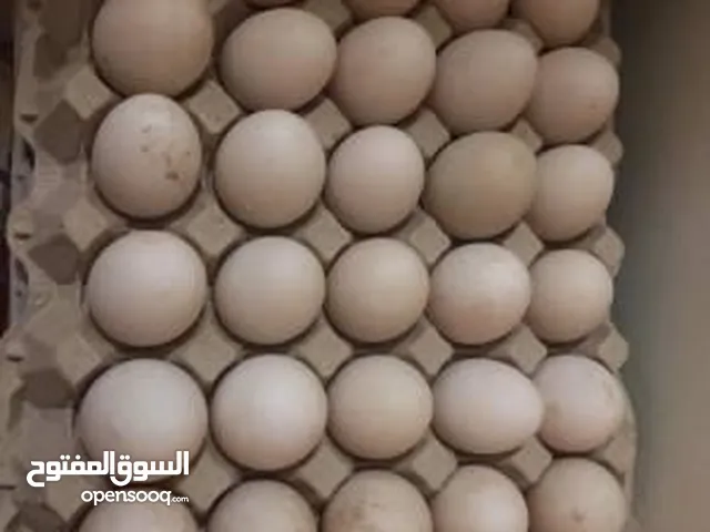 بيض بط مصري (مسكوفي)