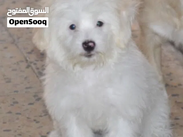 جلب زينه البيع
